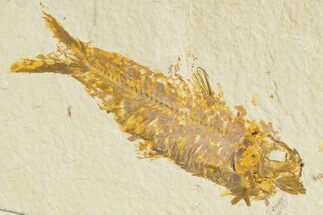 Detailed Fossil Fish (Knightia) - Wyoming #345370