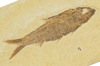 Detailed Fossil Fish (Knightia) - Wyoming #345375
