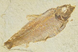 Detailed Fossil Fish (Knightia Alta) - Wyoming #345400