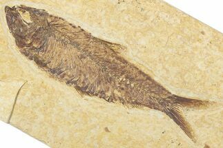 Detailed Fossil Fish (Knightia) - Wyoming #345385