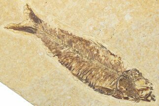 Detailed Fossil Fish (Knightia) - Wyoming #345386