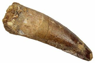 Fossil Spinosaurus Tooth - Real Dinosaur Tooth #345410