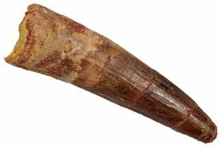Fossil Spinosaurus Tooth - Real Dinosaur Tooth #345423