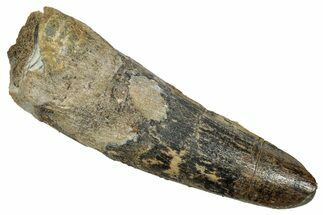 Fossil Spinosaurus Tooth - Feeding Worn Tip #345426