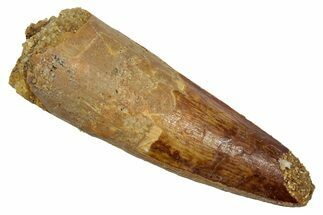 Fossil Spinosaurus Tooth - Real Dinosaur Tooth #345434