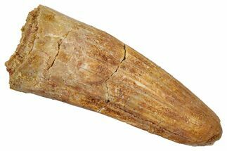 Fossil Spinosaurus Tooth - Real Dinosaur Tooth #345437
