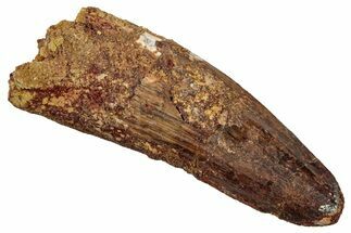 Fossil Spinosaurus Tooth - Feeding Worn Tip #345455