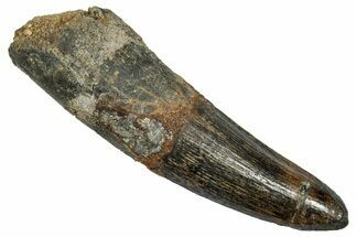 Fossil Spinosaurus Tooth - Real Dinosaur Tooth #345458