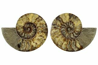 Large, Cut & Polished Ammonite Fossil - Madagasar #345537