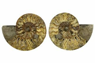 Large, Cut & Polished Ammonite Fossil - Deep Crystal Pockets #345539