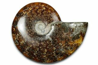 Polished Ammonite (Cleoniceras) Fossil - Madagascar #344287