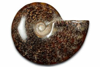 Polished Ammonite (Cleoniceras) Fossil - Madagascar #344288