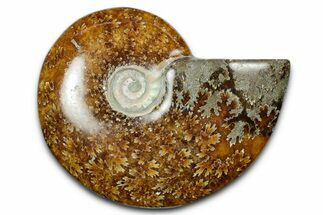 Polished Ammonite (Cleoniceras) Fossil - Madagascar #344289