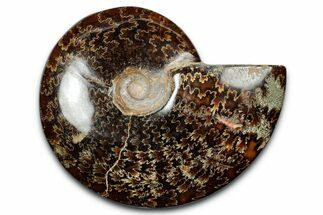 Polished Ammonite (Cleoniceras) Fossil - Madagascar #344292