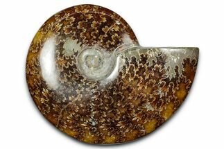 Polished Ammonite (Cleoniceras) Fossil - Madagascar #344293