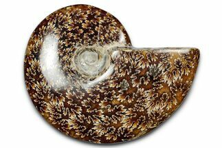 Polished Ammonite (Cleoniceras) Fossil - Madagascar #344305