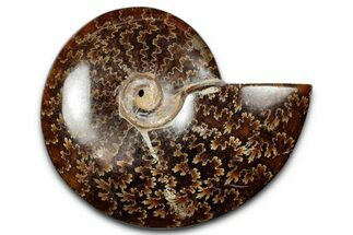Polished Ammonite (Cleoniceras) Fossil - Madagascar #344311