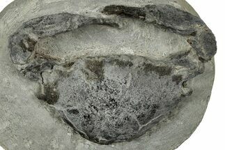 Eocene Fossil Crab (Meandercampus) - Washington State #345496