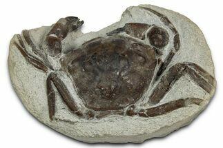 Eocene Fossil Crab (Pulalius) - Washington State #345513
