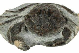 Eocene Fossil Crab (Pulalius) - Washington State #345517