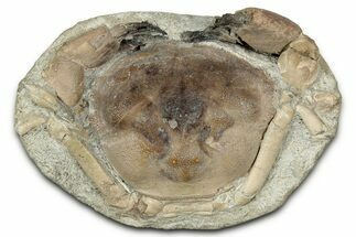 Eocene Fossil Crab (Pulalius) - Washington State #345521