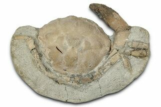 Eocene Fossil Crab (Pulalius) - Washington State #345523