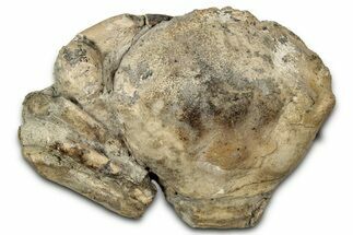 Eocene Fossil Crab (Pulalius) - Washington State #345529
