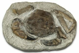 Eocene Fossil Crab (Pulalius) - Washington State #345531