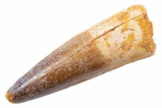Fossil Spinosaurus Tooth - Real Dinosaur Tooth #345544