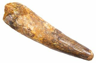 Bargain, Fossil Spinosaurus Tooth - Real Dinosaur Tooth #345557