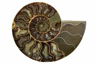 Cut & Polished Ammonite Fossil (Half) - Madagascar #345613