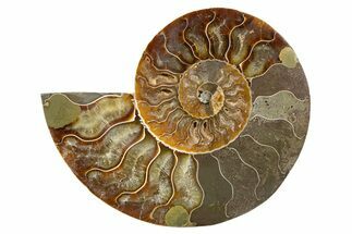 Cut & Polished Ammonite Fossil (Half) - Madagascar #345616