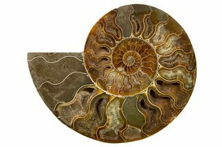 Cut & Polished Ammonite Fossil (Half) - Madagascar #345628