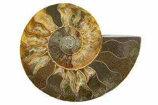 Cut & Polished Ammonite Fossil (Half) - Madagascar #345631