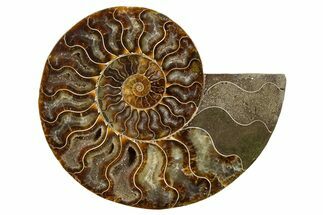 Cut & Polished Ammonite Fossil (Half) - Deep Crystal Pockets #345637