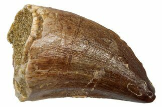 Fossil Prognathodontid Mosasaur Tooth - Morocco #345128