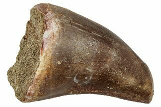 Fossil Prognathodontid Mosasaur Tooth - Morocco #345130