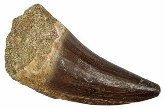 Fossil Prognathodontid Mosasaur Tooth - Morocco #345133