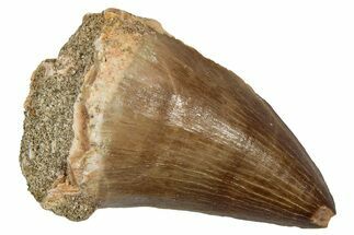 Fossil Mosasaur (Hainosaurus) Tooth - Morocco #345154