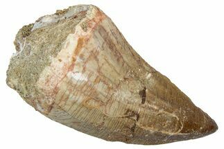 Fossil Mosasaur (Hainosaurus) Tooth - Morocco #345155