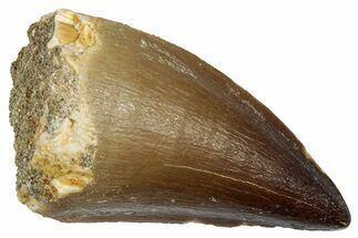 Fossil Mosasaur (Thalassotitan) Tooth - Morocco #345156