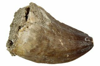 Fossil Mosasaur (Thalassotitan) Tooth - Morocco #345157