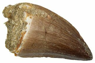 Fossil Mosasaur (Thalassotitan) Tooth - Morocco #345174