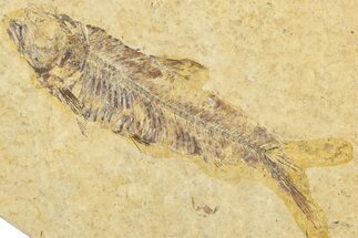 Bargain, Fossil Fish (Knightia) - Wyoming #345444
