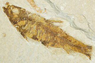Bargain, Fossil Fish (Knightia) - Wyoming #345474