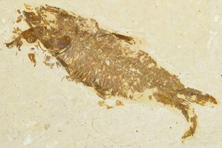 Bargain, Fossil Fish (Knightia) - Wyoming #345476