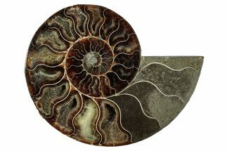 Cut & Polished Ammonite Fossil (Half) - Madagascar #345643