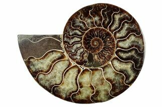 Cut & Polished Ammonite Fossil (Half) - Madagascar #345647