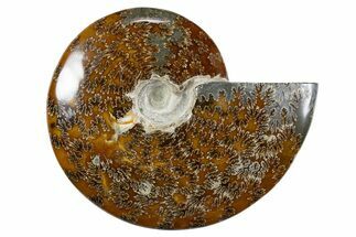 Polished Ammonite (Cleoniceras) Fossil - Madagascar #345546