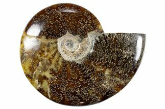 Polished Ammonite (Cleoniceras) Fossil - Madagascar #345550